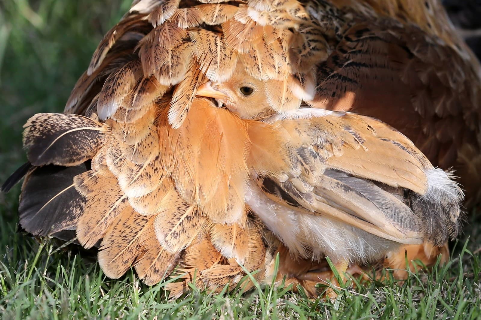 chick hiding